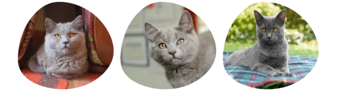 Couleurs Chartreux