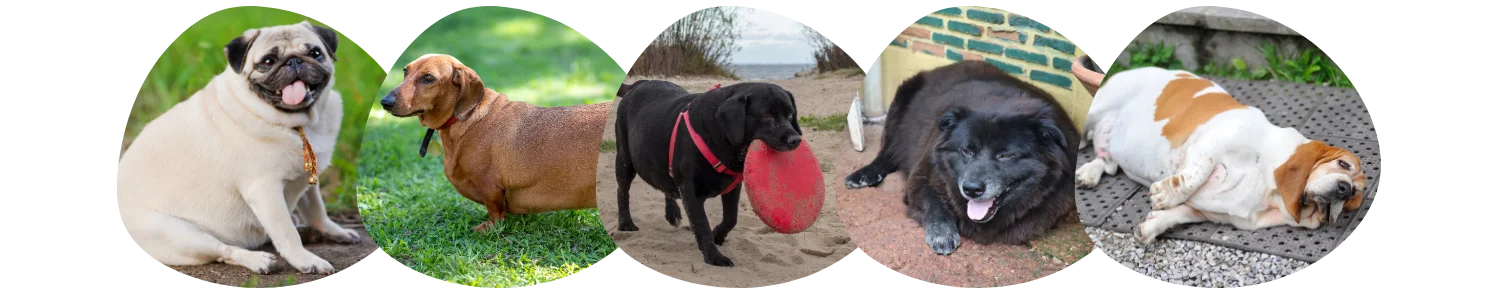 Comment faire maigrir mon chien ? Colonel Gustave
