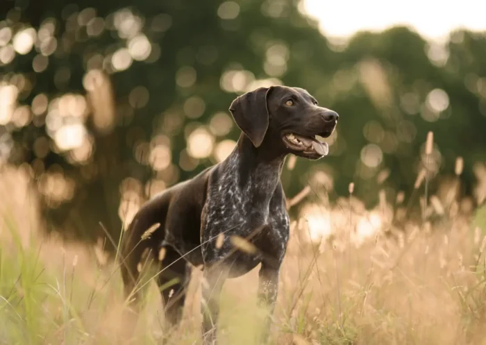 Les épillets chez le chien: Un véritable danger