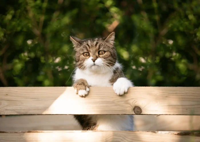 Top 10 des meilleurs répulsifs naturels pour les chats
