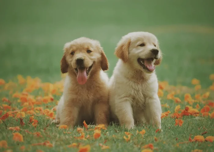 Notre top de noms de chiens pour femelles !