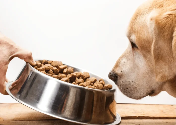 Mon chien ne mange plus ses croquettes: Voici 12 raisons