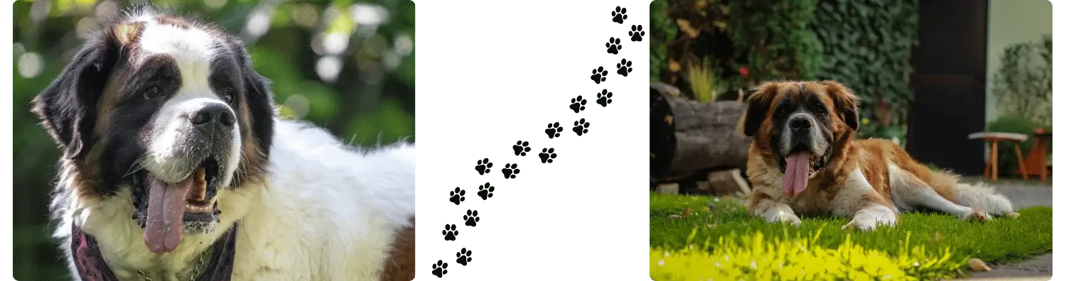 Chien heureux 