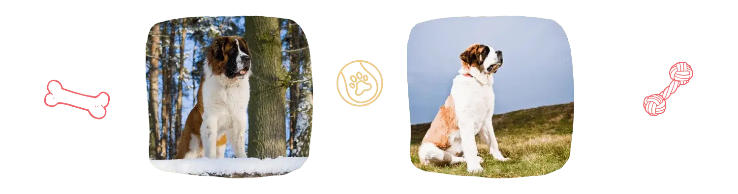 Vie idéale Saint-bernard 