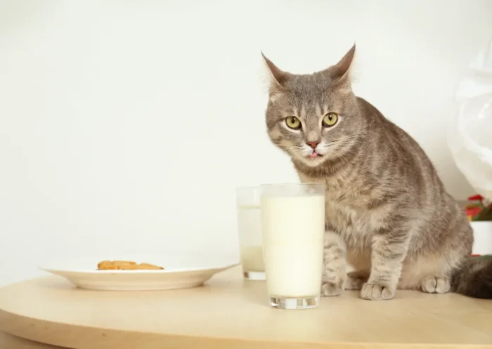 15 aliments toxiques pour les chats