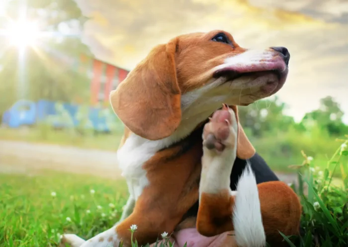 Pourquoi mon chien se gratte tout le temps ?