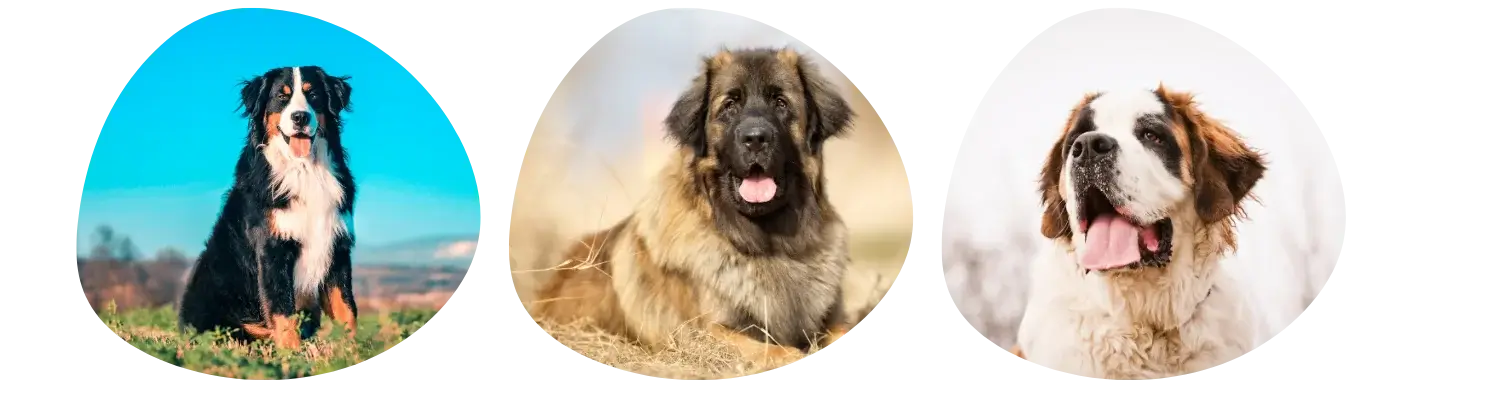 10 grote honden in de wereld