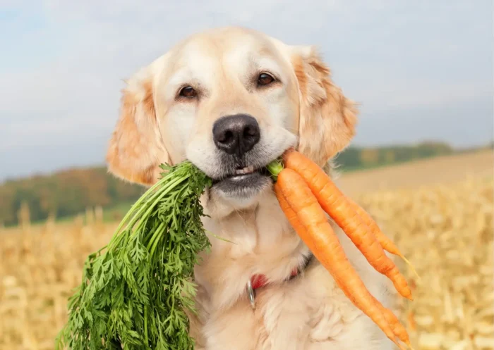 Top 5 van giftige groenten voor honden