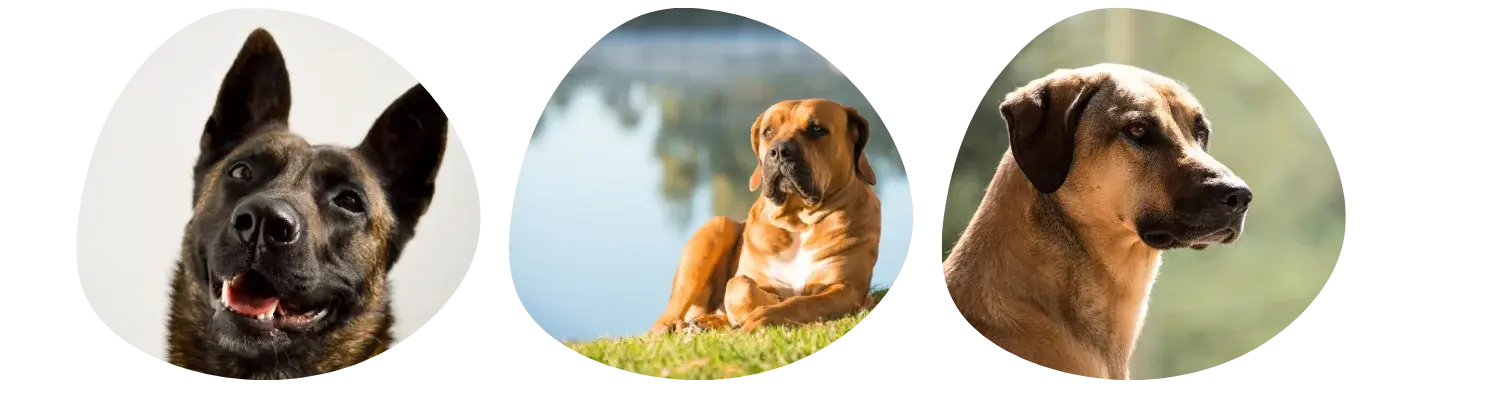 10 grote honden in de wereld