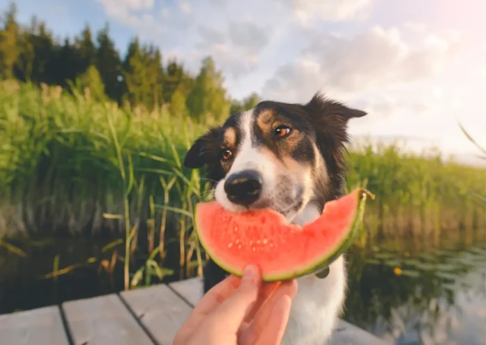 Top 3 giftige fruitsoorten voor je hond