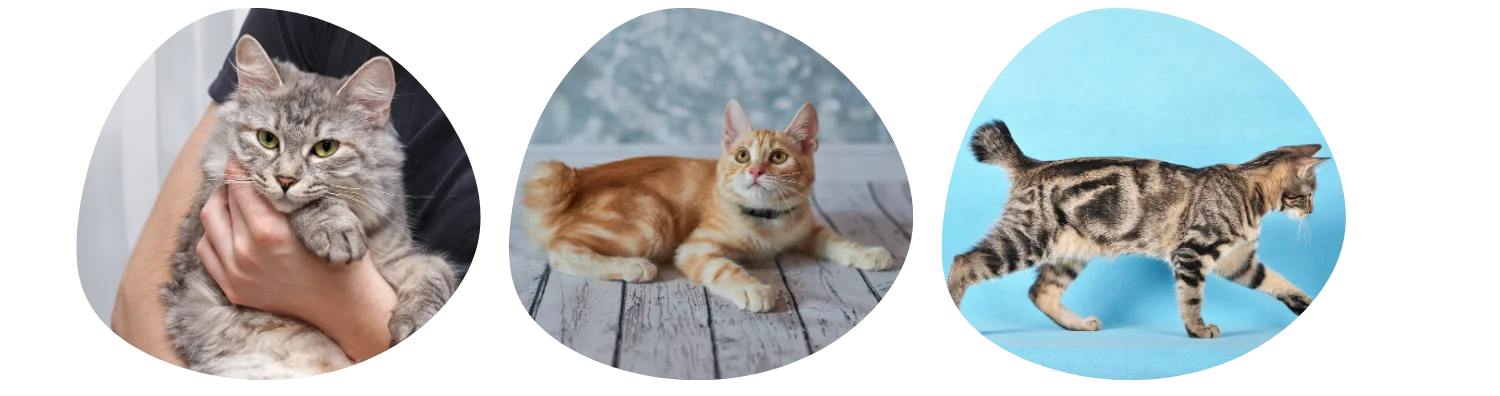 Couleurs de pelage du Bobtail Japonais