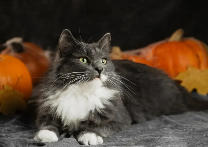 Est-ce que mon chat peut manger de la courge ?