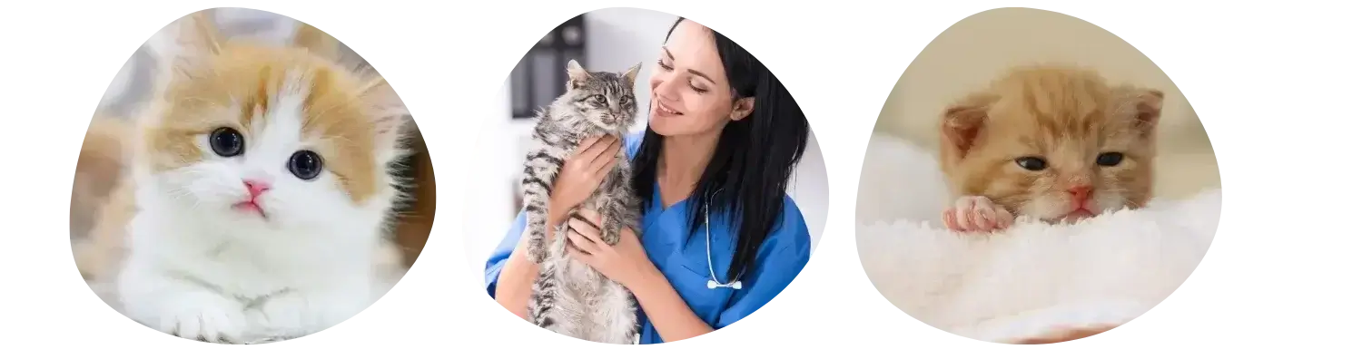 Comment déterminer le sexe de son chaton ?