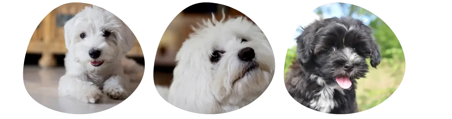 Couleurs du Bichon Havanais