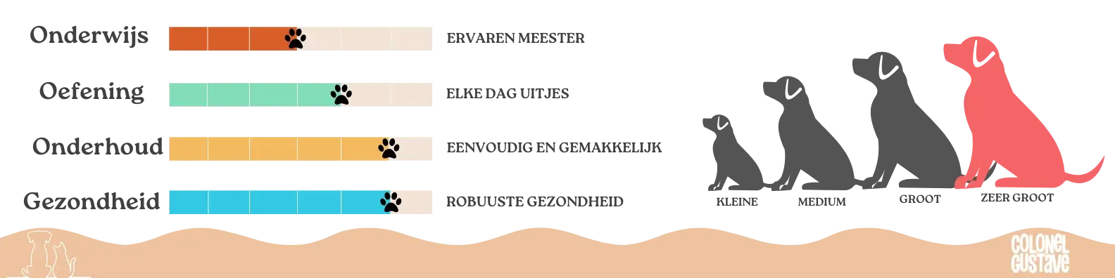 Kenmerken van de Leonberg