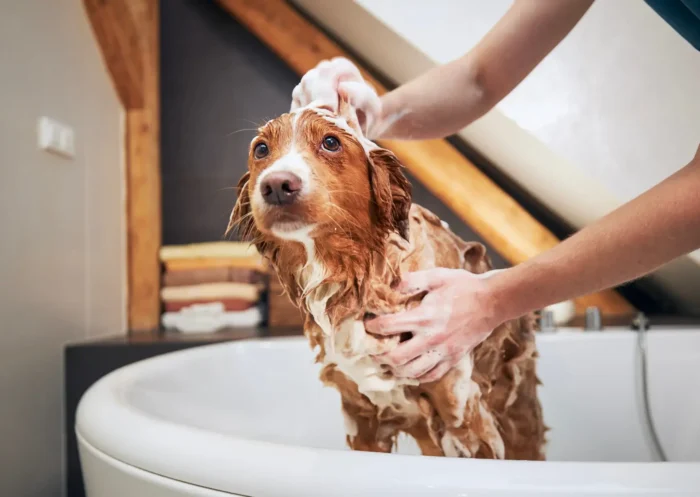 À quelle fréquence doit-on laver son chien ?