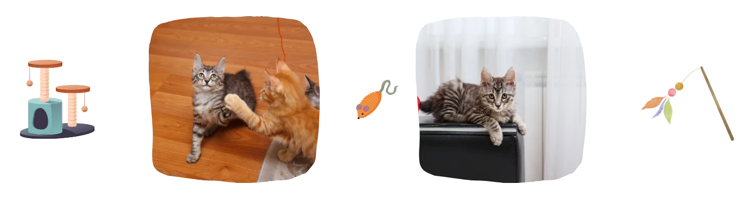 Vie idéale du Bobtail Japonais