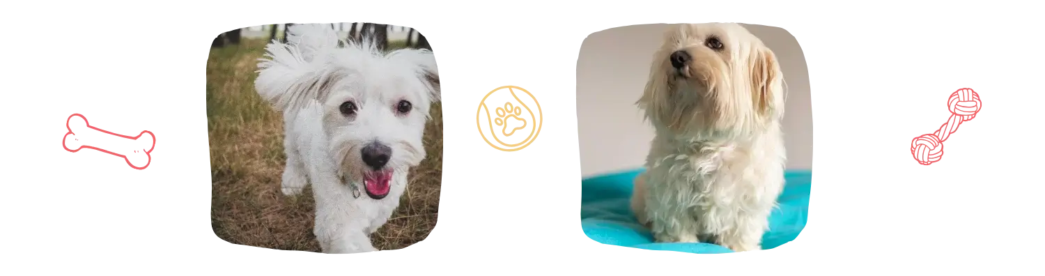 Vie idéale du Bichon Havanais 