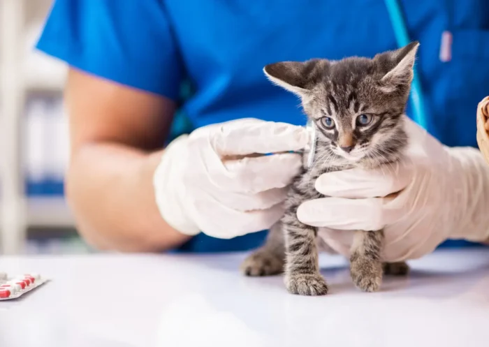 Comment déterminer le sexe de son chaton ?