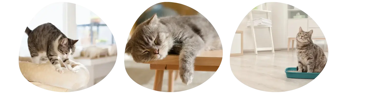 Races de chats parfaites pour la vie en appartement