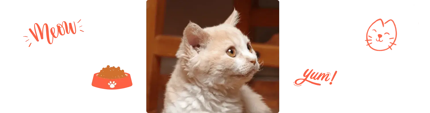 Alimentation du Selkirk Rex