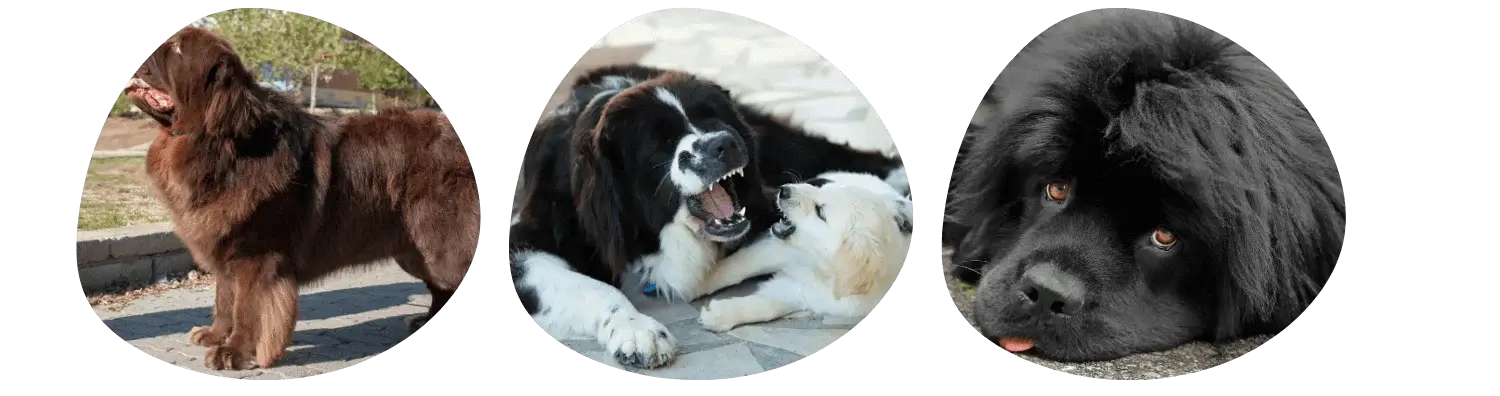 Chien heureux