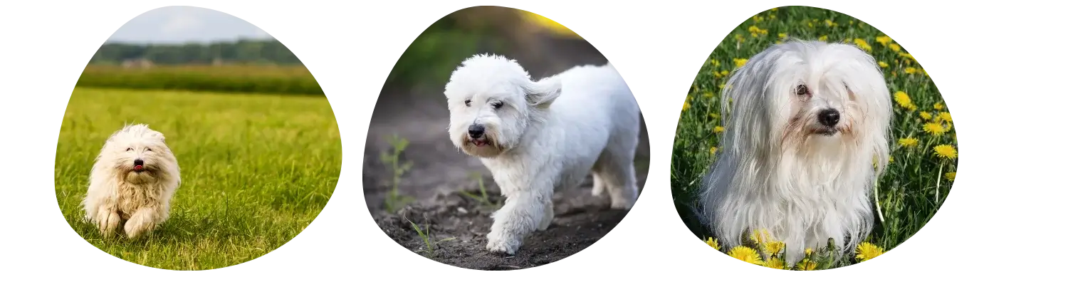 Couleurs du Coton de Tulear