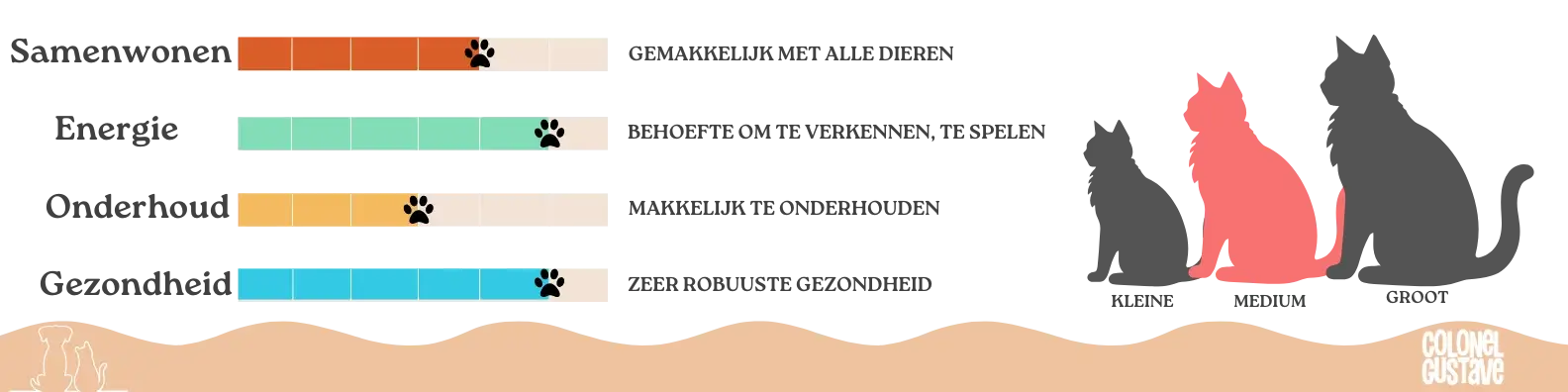 Kenmerken van de Ocicat