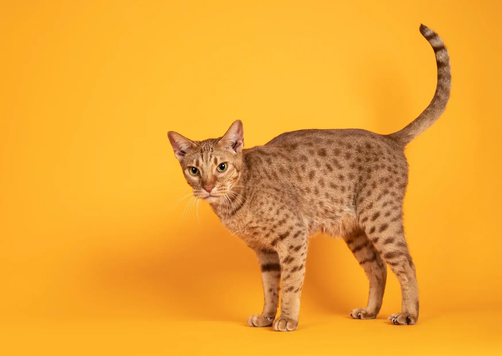 Ocicat