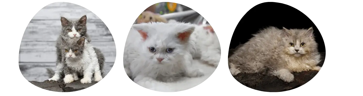 Couleurs de pelage du Selkirk Rex