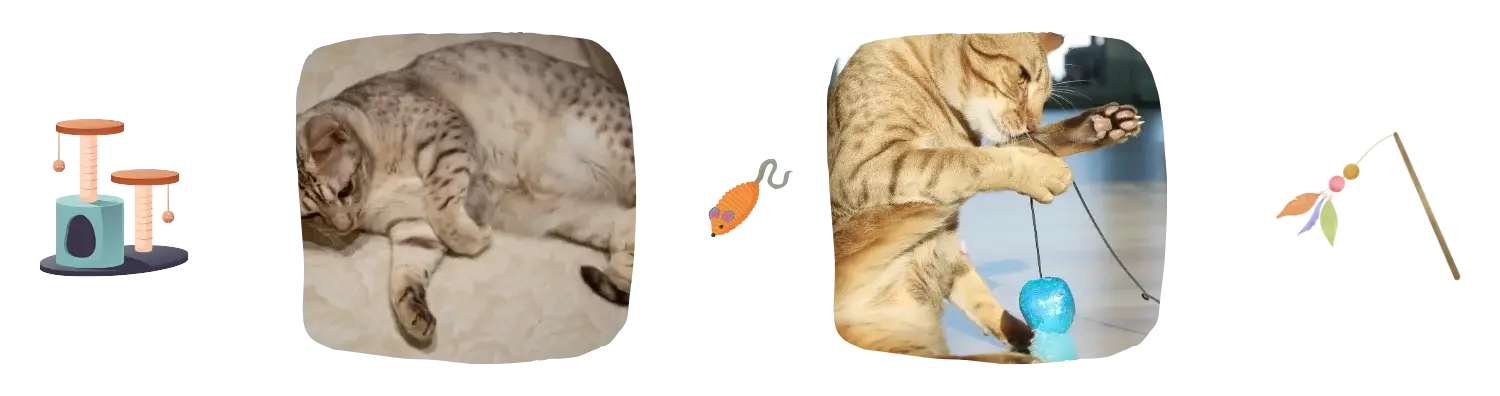 Vie idéale Ocicat