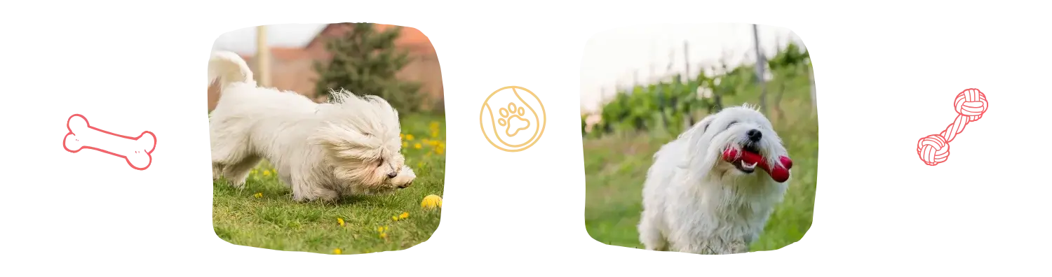 Vie idéale du Coton de Tulear