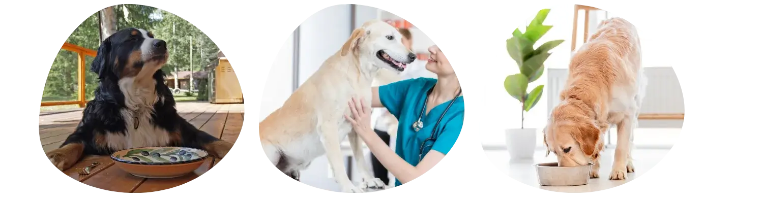 Mon chien est-il en surpoids?