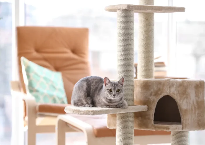 Top 10 des races de chats parfaites pour la vie en appartement