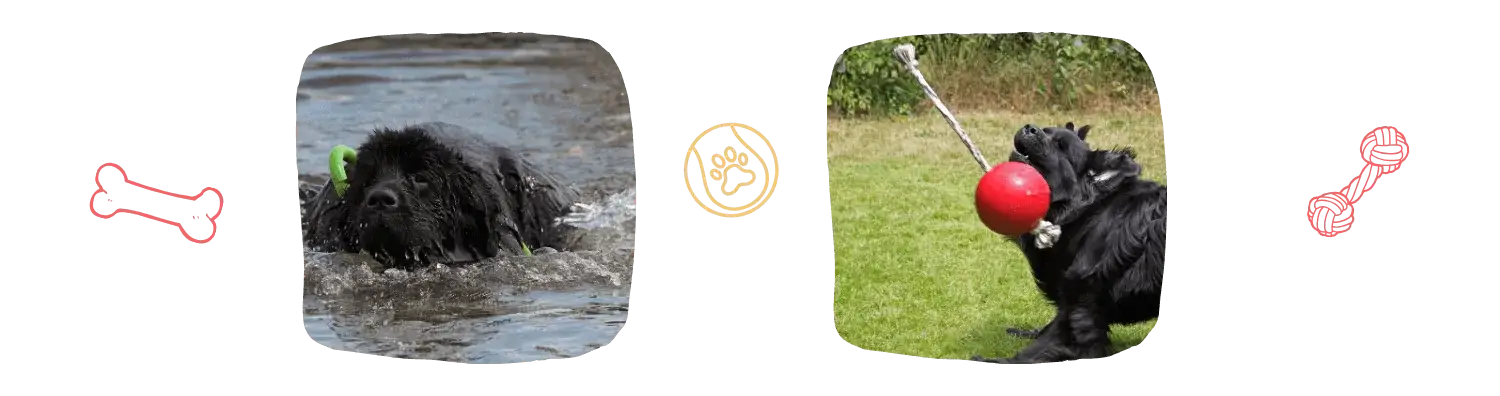 Vie idéale du Terre-Neuve