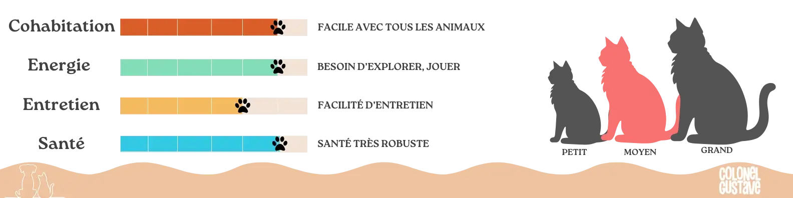 Caractéristiques du Selkirk Rex