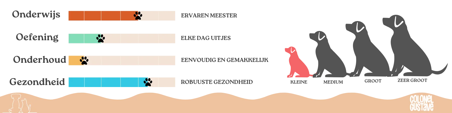 Kenmerken van de Schotse terriër