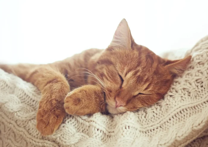 Mon chat dort beaucoup, pourquoi? 