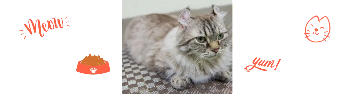 Aliment de l' American Curl