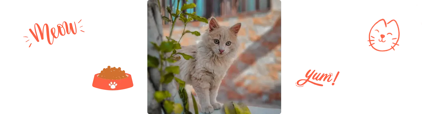 Aliment de l' Angora Turc