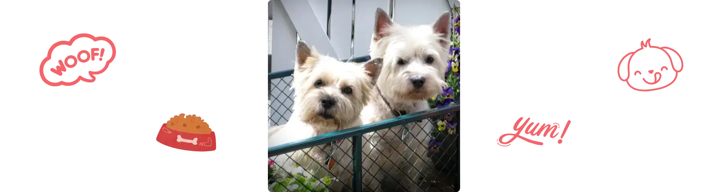 Aliment du Cairn terrier