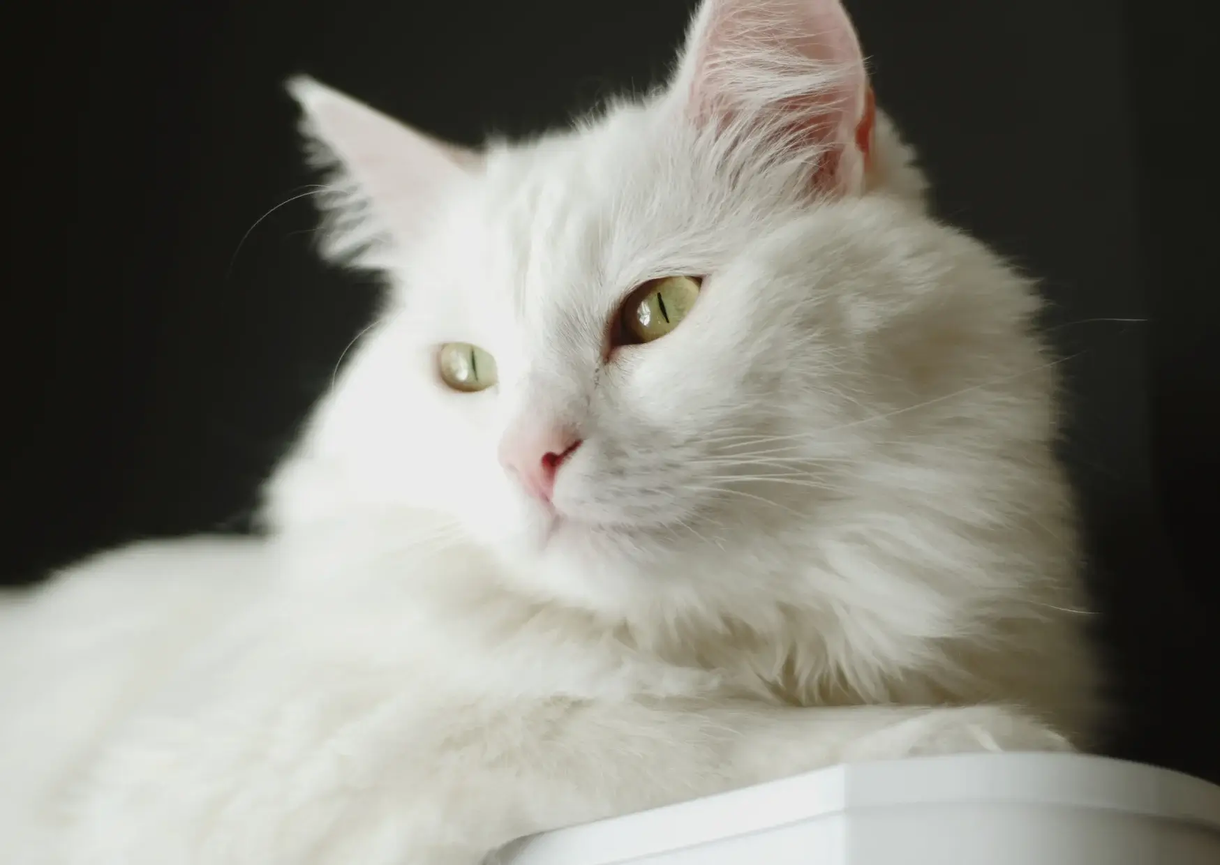 Angora Turc