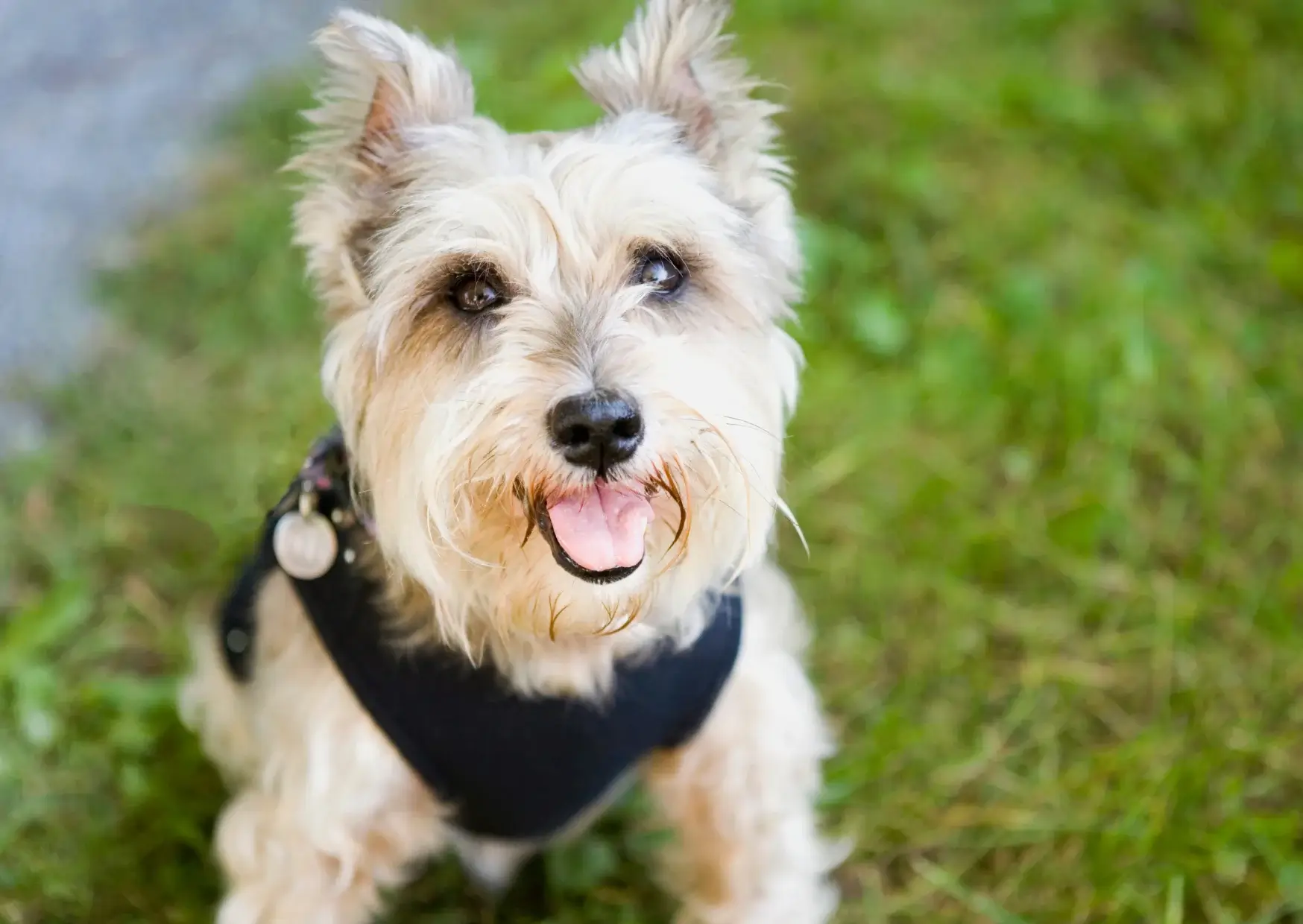 Cairn terrier