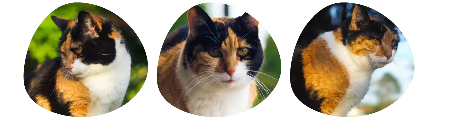 Chat tricolore