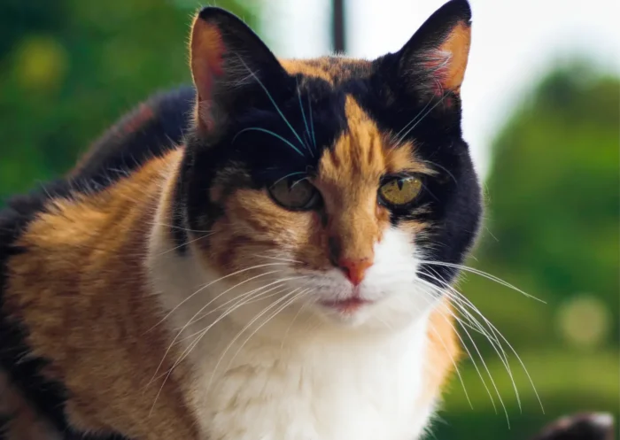 Chat isabelle : C’est quoi ?