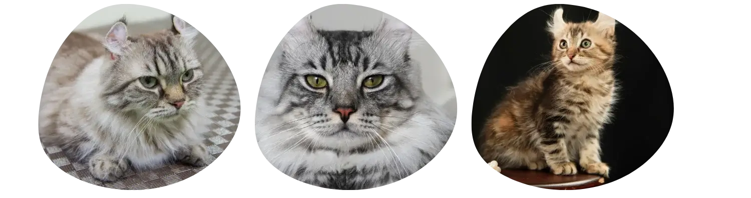 Couleurs de pelage de l' American Curl
