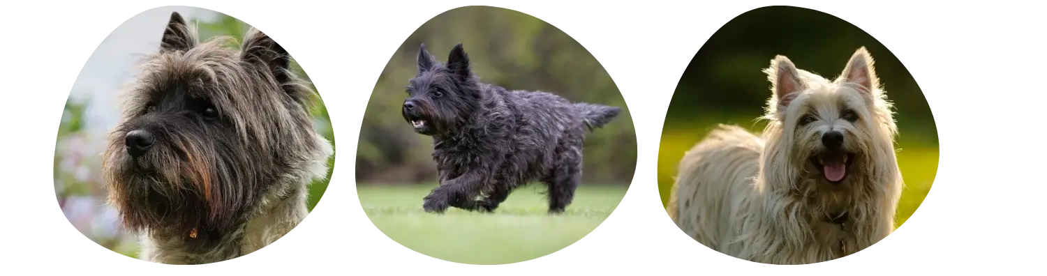 Couleurs de pelage du Cairn terrier