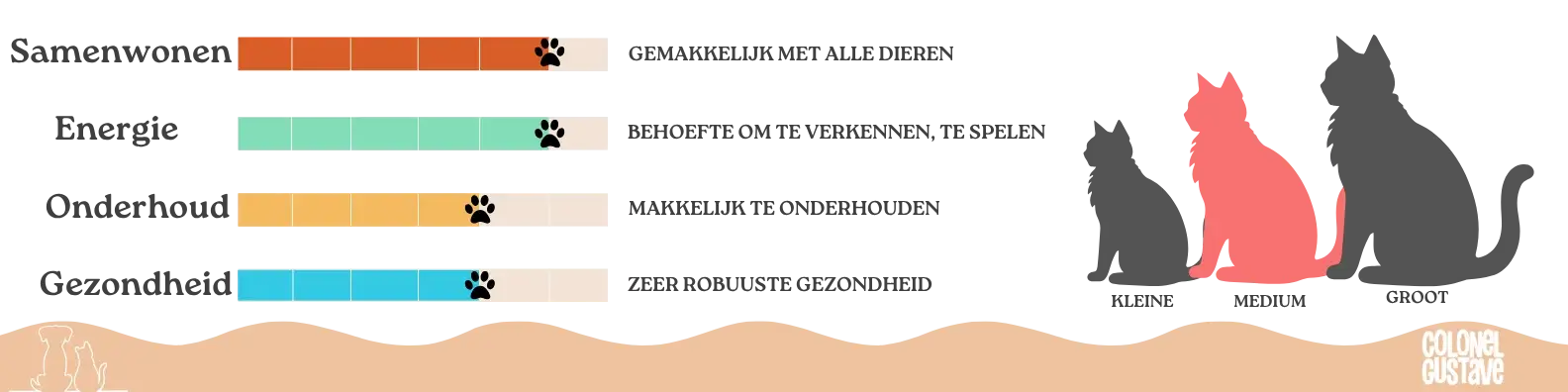 Kenmerken van de American Curl