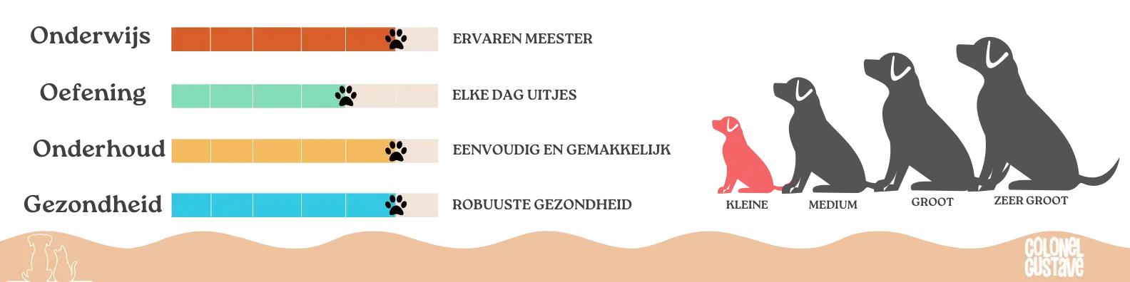 Kenmerken van de Cairn Terriër