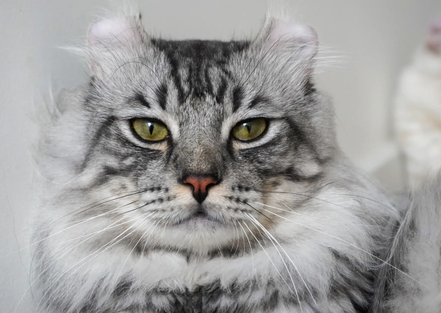 L' American Curl
